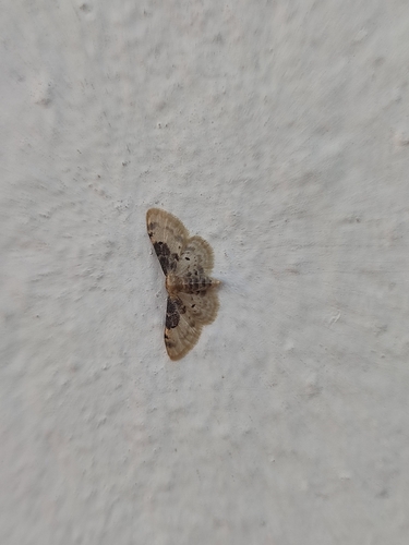 Idaea filicata