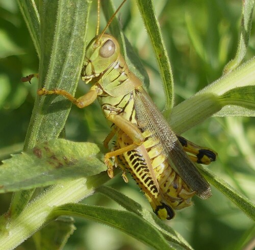Differential Grasshopper