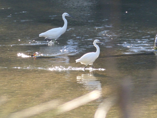 Little Egret