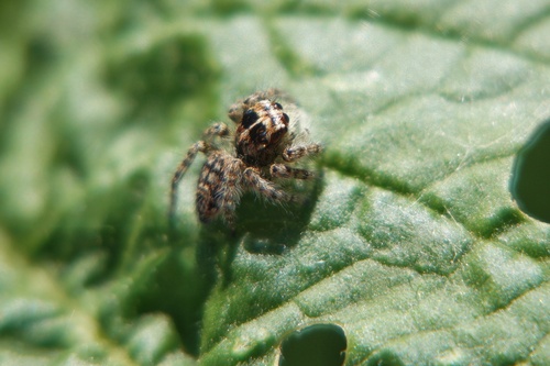 Red-bellied Jumping Spider