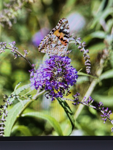 Painted Lady
