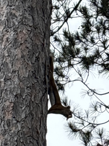 American Red Squirrel