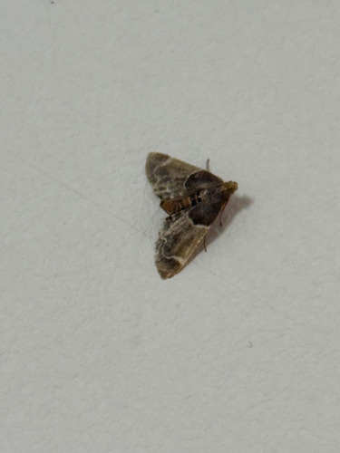 Meal moth