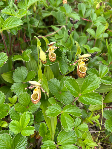 Yellow spotted lady's-slipper