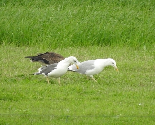 Lesser Black-backed Gull