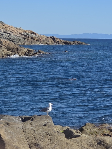 Yellow-legged Gull