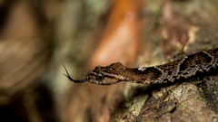 Xenodon rabdocephalus