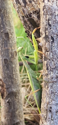 European Mantis