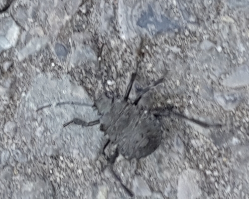 Brown Marmorated Stink Bug