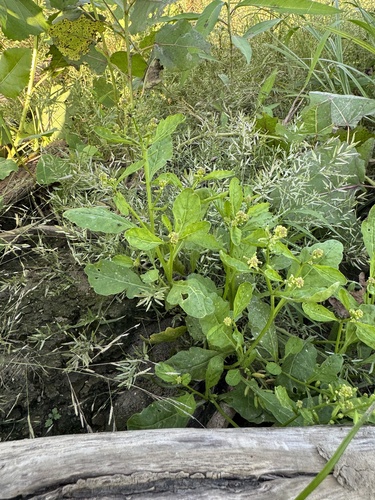 stalkless yellowcress