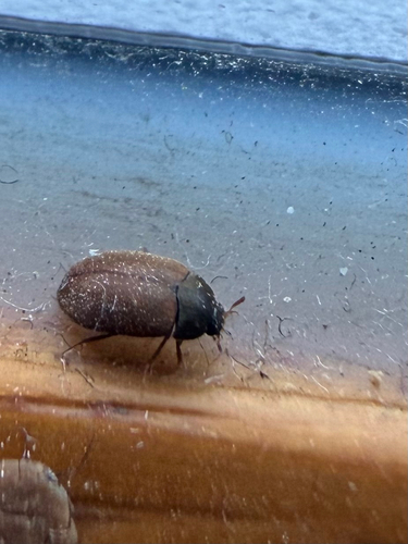 Brown Carpet Beetle