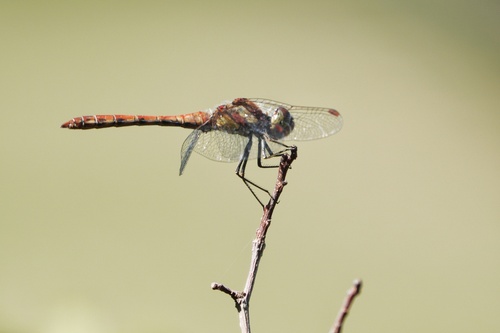 Common Darter