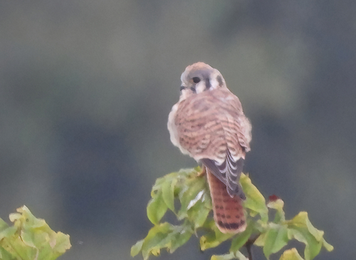 American Kestrel