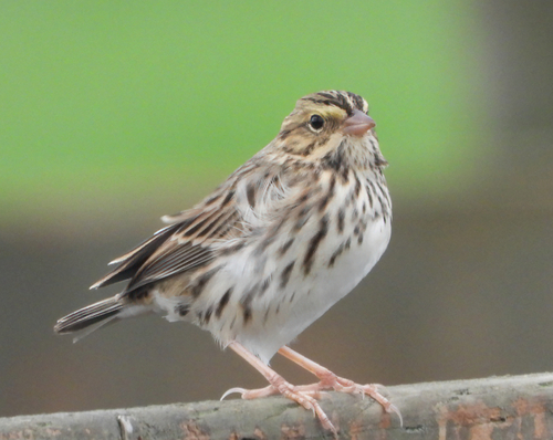 Savannah Sparrow