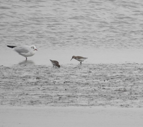 Dunlin