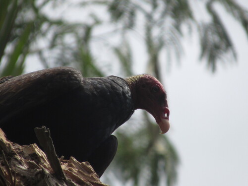 Turkey Vulture