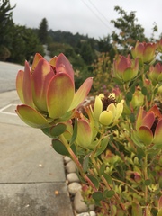 Leucadendron discolor × gandogeri