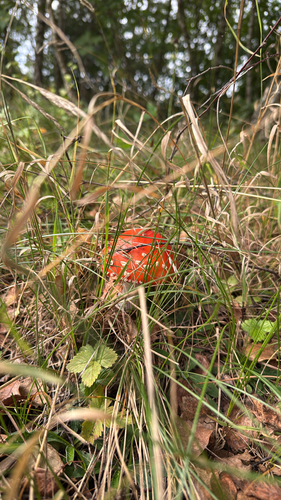 Fly Agaric