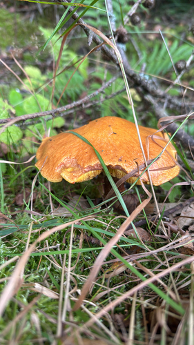 Larch Bolete