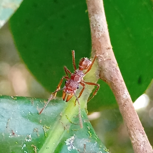 Ectatomma tuberculatum
