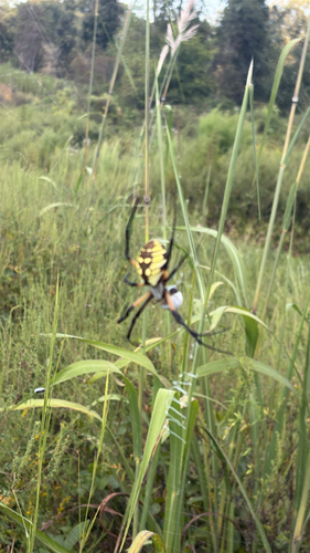 Yellow Garden Spider