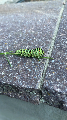Old World Swallowtail