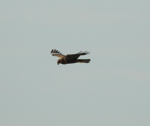 Western Marsh Harrier