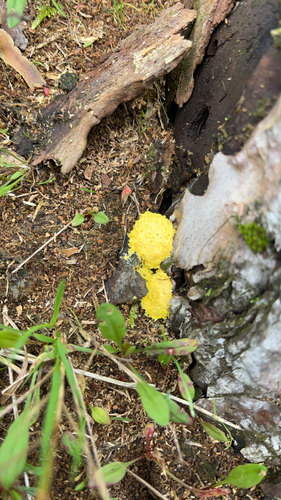 Dog Vomit Slime Mold