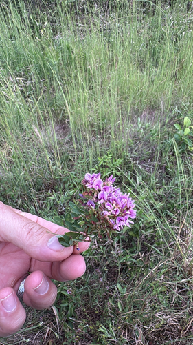 violet bush clover