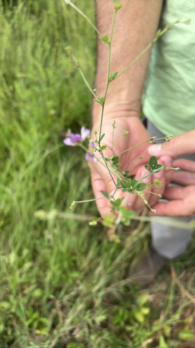 trailing lespedeza