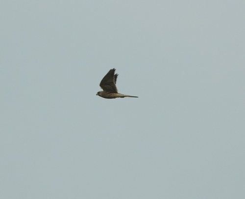 Eurasian Kestrel