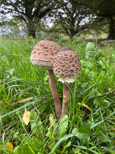 Parasol
