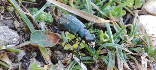 Green Tiger Beetle