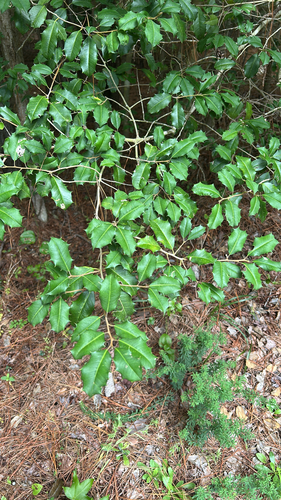 American holly
