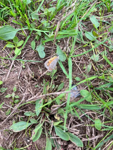 Small Copper