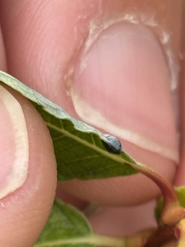 Willow Tar Spot