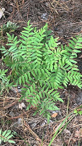 American Royal Fern