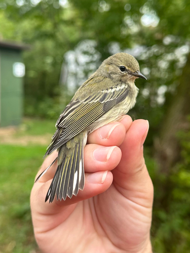 Cape May Warbler