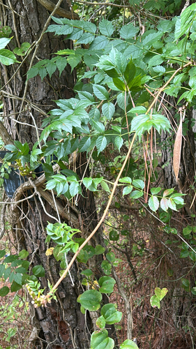 American trumpet vine