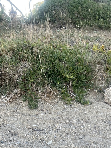 rock samphire