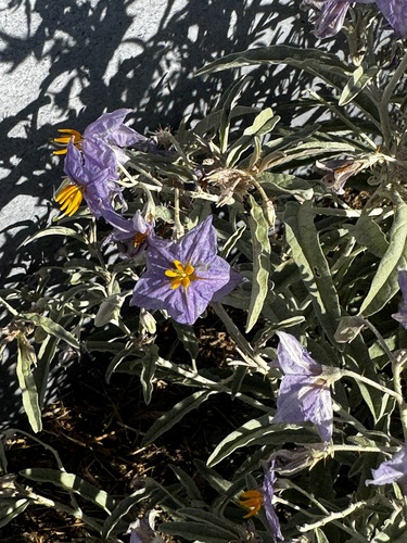 silverleaf nightshade