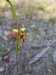 Diuris decrementa