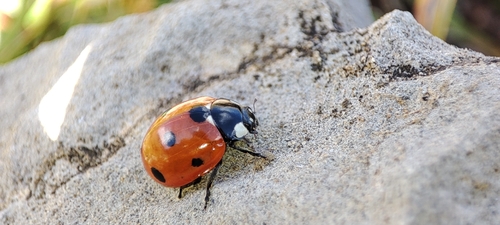 Seven-spotted Lady Beetle