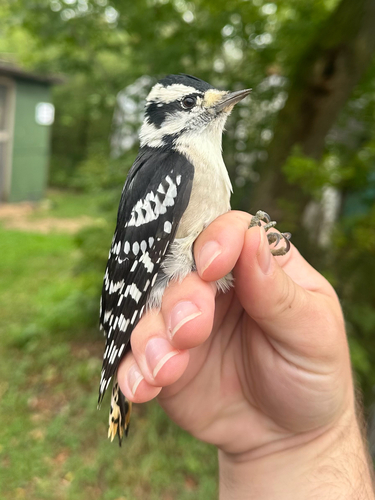 Downy Woodpecker