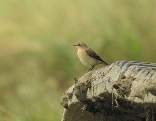 Northern Wheatear