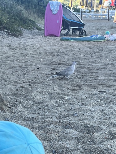 Eurasian Collared-Dove