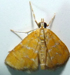 Xanthophysa psychicalis