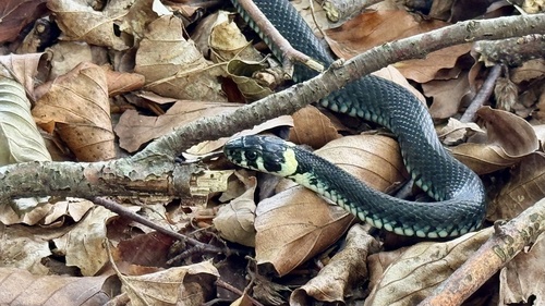 grass snake