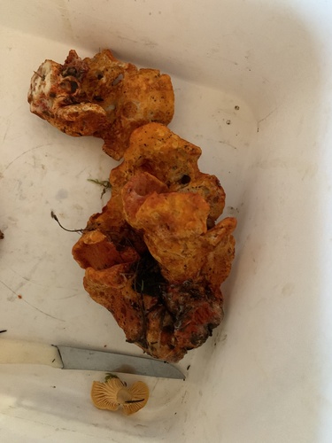 lobster mushroom
