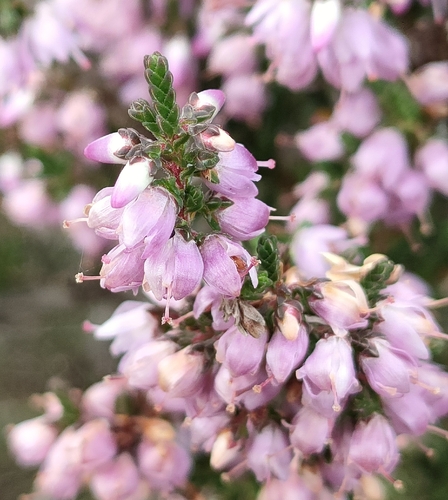 common heather